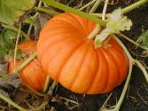How To Can Pumpkin